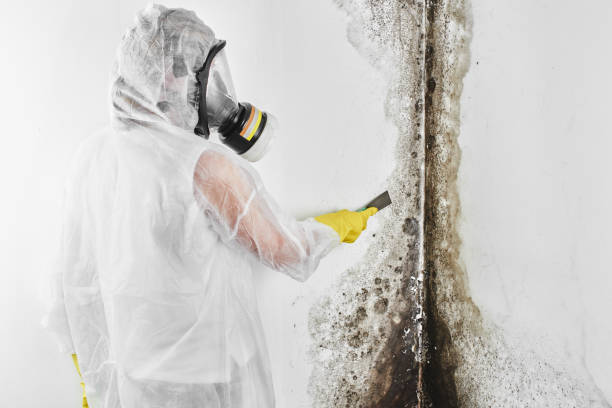 Home Mold Removal in Pismo Beach, CA