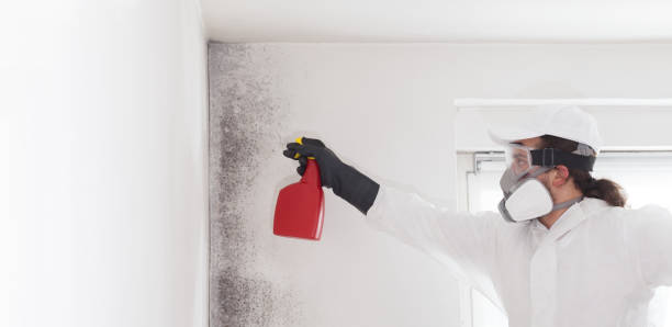 Best Attic Mold Removal  in Pismo Beach, CA