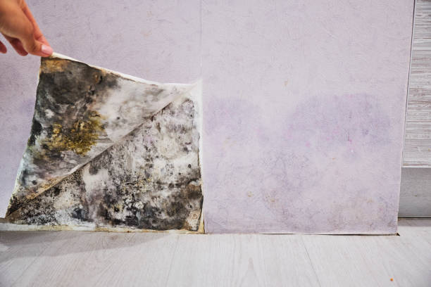 Best Residential Mold Removal  in Pismo Beach, CA
